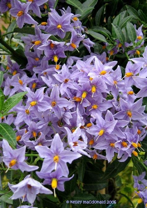 Purple is an excellent color for a butterfly garden, with many purple flowers offering sufficient nectar to attract the fringe tree, native to the eastern united states, produces clusters of white flowers in the middle of spring. PlantFiles Pictures: Solanum, Chilean Nightshade, Chilean ...