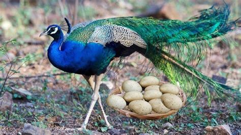 Do Peacocks Lay Eggs Facts Care Lifespan Food Pet Spruce
