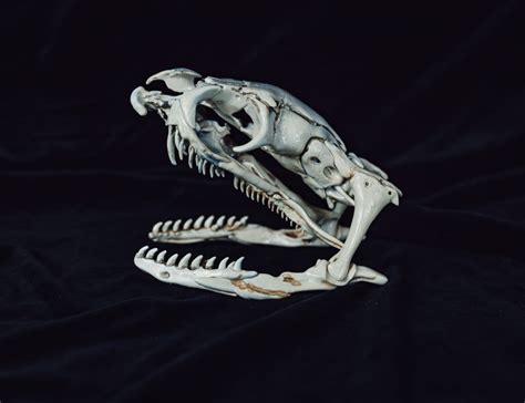 Realistic Snake Skull Collection 3demon 3d Print Models Download