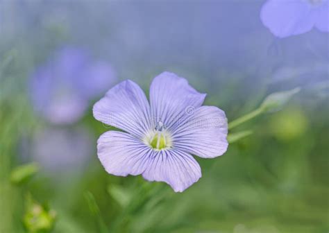 Linum Lewisii Flower Blue Flax Flowers Stock Image Image Of Grass
