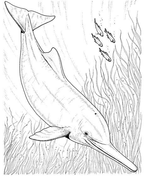 Https://tommynaija.com/draw/how To Draw A Amazon River Dolphin Step By Step