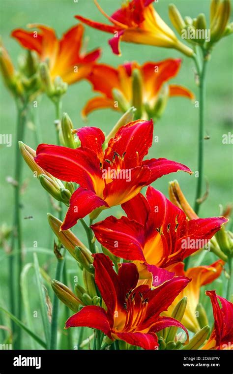 Red Daylilies Hi Res Stock Photography And Images Alamy