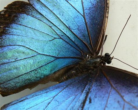 Morpho Blue Morpho Butterfly Garden Kwadendamme Nl Eddy Van 3000