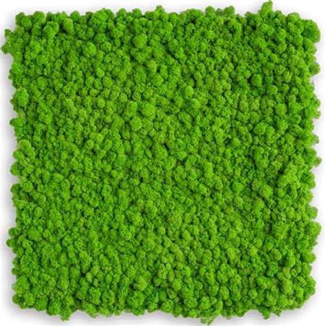 Moss Tile Green Wall Panel Preserved Moss Reindeer Moss Etsy