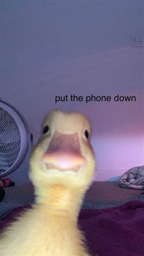 Download Meme Phone Duck Phone Down Wallpaper