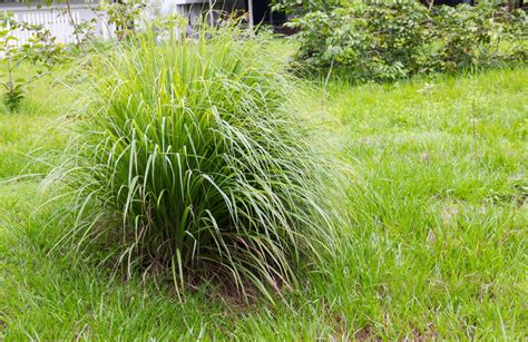 A Clump Of Lemon Grass Growing In The Garden On A Natural Background