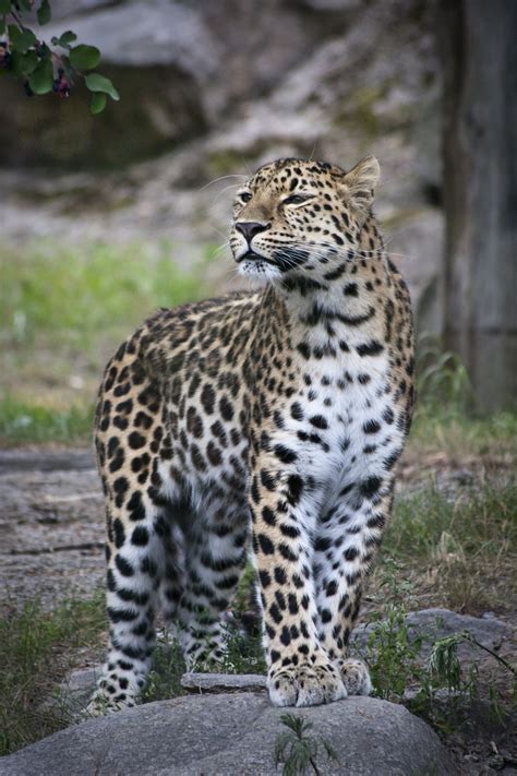 Free Images Nature Wildlife Zoo Fur Feline Fauna Leopard