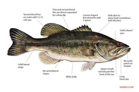 Largemouth Bass Fishing Guide How To Catch A Largemouth Bass