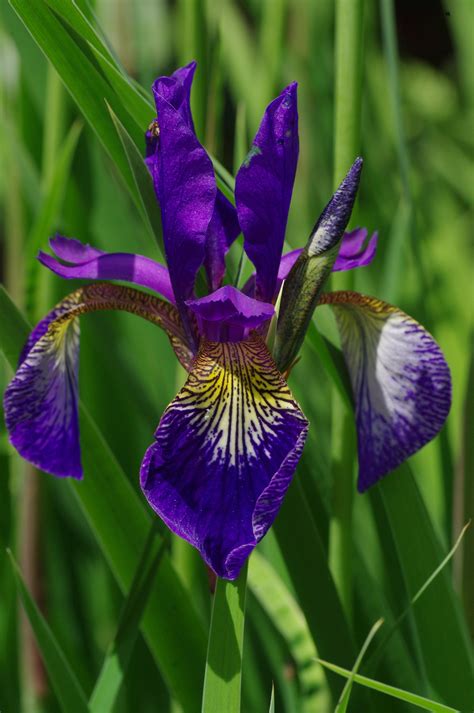 Free Images Flower Flowering Plant Iris Versicolor Algerian Iris