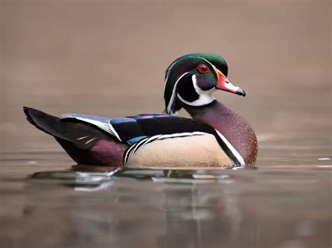 Female Wood Ducks Identification Guide With Pictures Birdfact