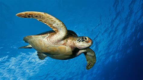 Sea Turtles Desktop Wallpaper 60 Images