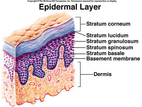 Anatomy Of Dermis Anatomical Charts And Posters