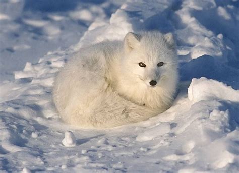 7 Snow White Animals That Flourish In Winter Mnn