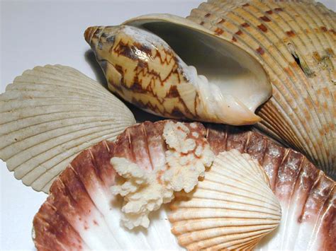 Free Image Of Collection Of Assorted Seashells And Coral