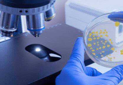 Utilidad Del Microscopio óptico En Biología Explorando El Mundo Microscópico Microscopio pro