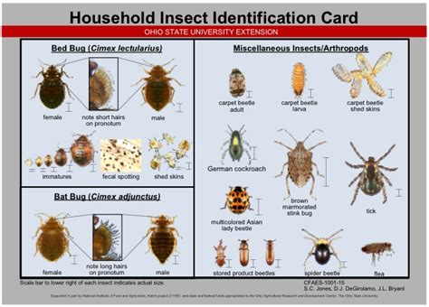 11 common house bugs and how to identify them, according to insect experts. bedbug