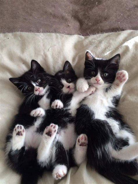 Click here to see more cats and. A triple cuddle pile of black and white kittens ...