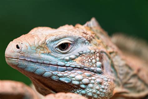 Blue Iguana Cyclura Lewisi Stock Image Image Of Reptilian 89440109
