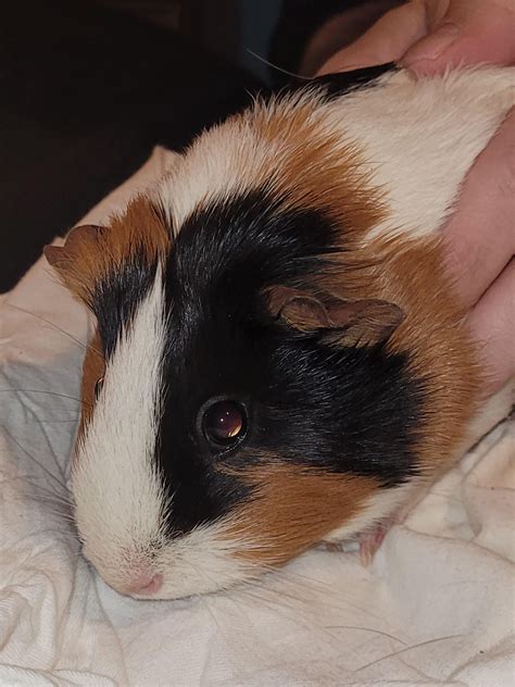 I Am Looking To Rehome My Female Guinea Pig Tootsie Pickup In