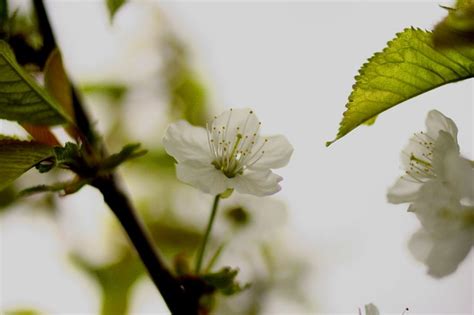 Bing Cherry Blossom