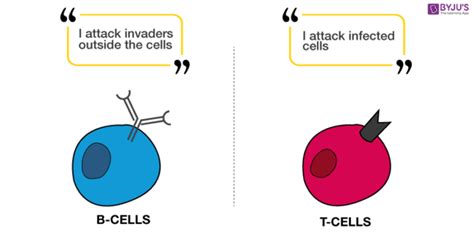 Lymphocytes Types And Functions Of B Lymphocytes And T Lymphocytes