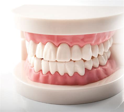 치아 건강 소화·인지 기능·혈관 건강에도 영향준다 당신의 건강가이드 헬스조선