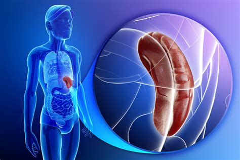 Spleen Anatomy And Function