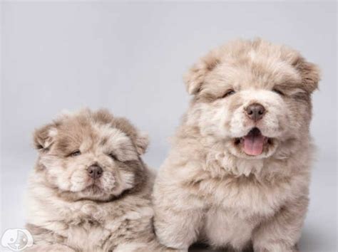 Lilac Merle Chow Chow Puppies For Sale In Canton Cf11 On Freeads