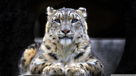 Snow Leopard Sitting On A Rock Ultra Hd Desktop Background Wallpaper