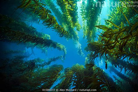 Stock Photo Of View Upwards Through A Giant Kelp Forest Macrocystis