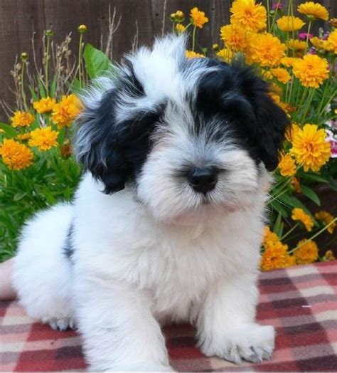 White And Black Havanese Puppy Looking At The Camera Hi Res 720p Hd
