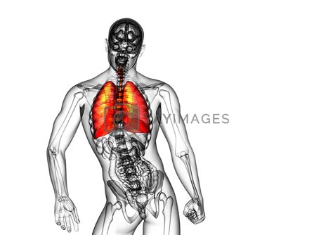 3d Render Medical Illustration Of The Human Respiratory System By