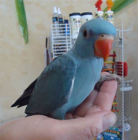 Indian Ringneck Babies available in Blue, Violet, Yellow, Albino White 