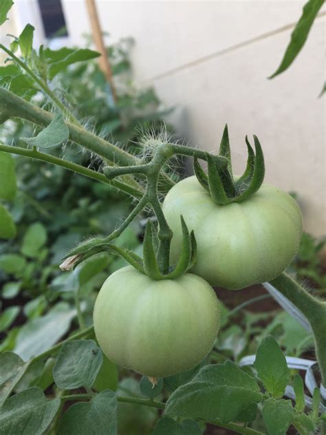 Freshly Tomatoes Tomato Vegetables Food