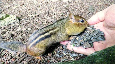 Teaching Chipmunks To Feed From Your Hand Youtube
