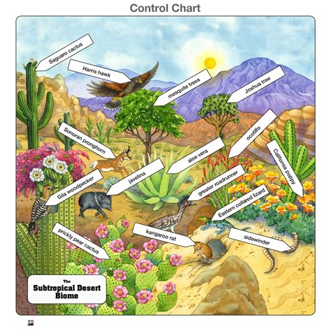 Montessori Materials Subtropical Desert Biome Complete Set