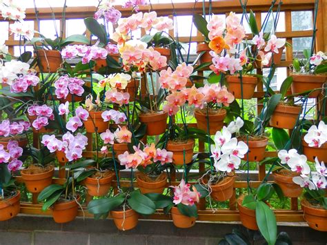 Wall Of Orchids At The Atlanta Botanical Garden Orquídeas Jardim De