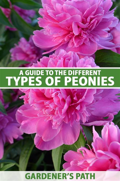 What Are The Different Types Of Peony Flowers Gardeners Path