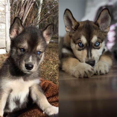 Typically, you'll see the biggest change in the first 6 to 9 months of life, dr. Do Husky Puppies Fur Change Color - BubaKids.com