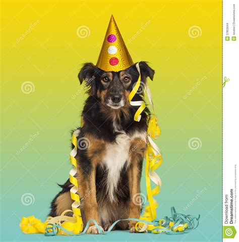 Close Up Of A Border Collie With Party Hat And Streamers Stock Photo