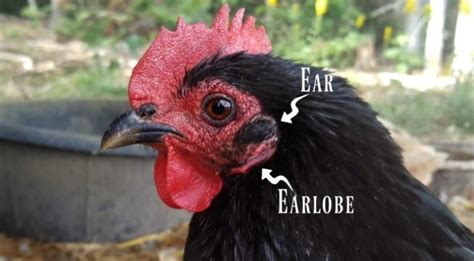 Do Chickens Have Ears Sand Creek Farm