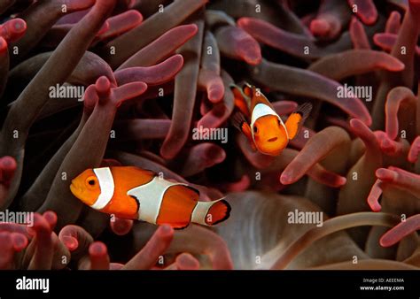 Two Clown Anemonefishes Amphiprion Ocellaris Bali Indian Ocean