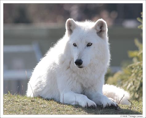 White Animal In The Zoo Arctic Wolf