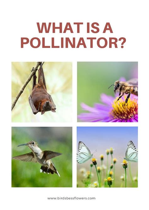 What Is A Pollinator Pollination Pollinator Garden Attract Pollinators