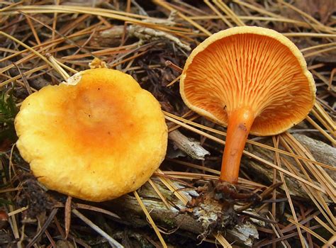 How To Tell The Difference Between Chanterelles And False Chanterelles
