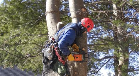 Advantages of Hiring a Professionals for Tree Removal Services? - Home