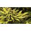 Marijuana Brief BlissCo Officially Licensed To Cultivate And 