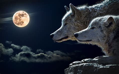 Two Wolves On A Night With A Full Moon Image Free Stock