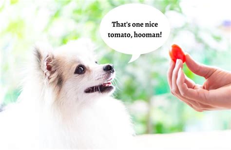 Can Dogs Eat Tomatoes And Tomato Sauce How To Safely Feed Your Dog Tomato