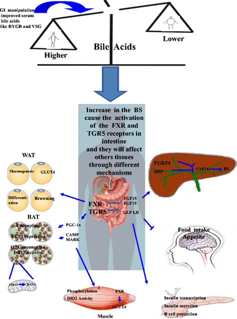 Potential Role Of Bile Acids After Metabolic Surgery Generally